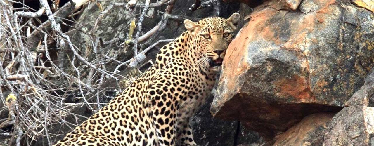 Sabella.co.za - Header Image 0